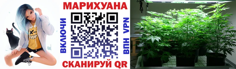 Канабис сатива Гаджиево